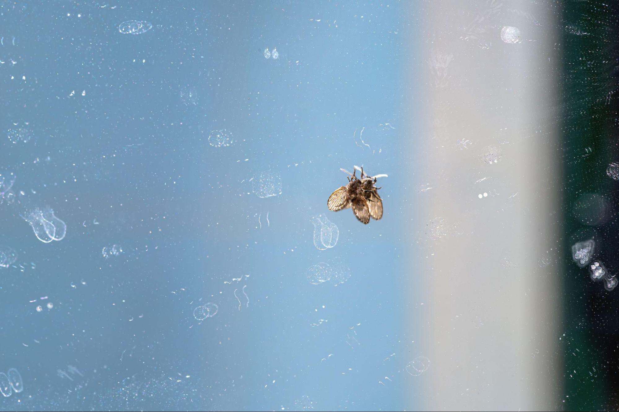 How to Get Rid of Drain Flies in Your Toilet?